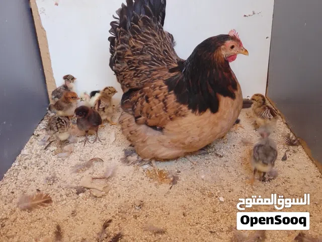 دجاج برهما تحته 9فلليس بسم الله ماشاء الله