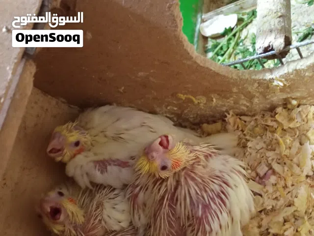 غرفة طيور للبيع