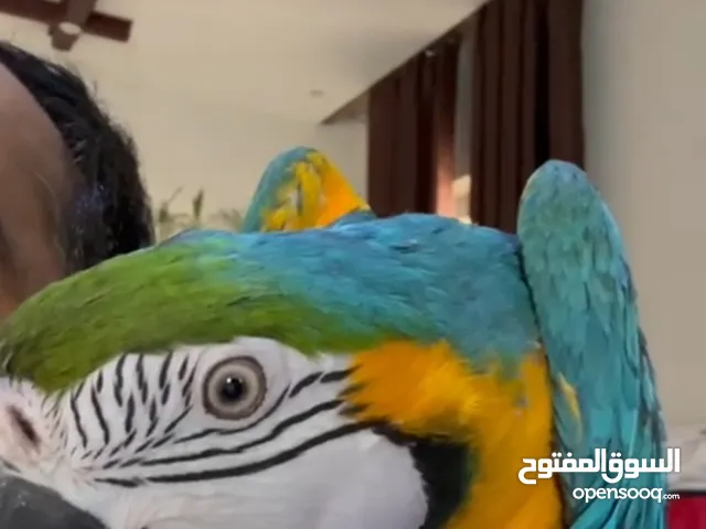مكاو بلو جولد