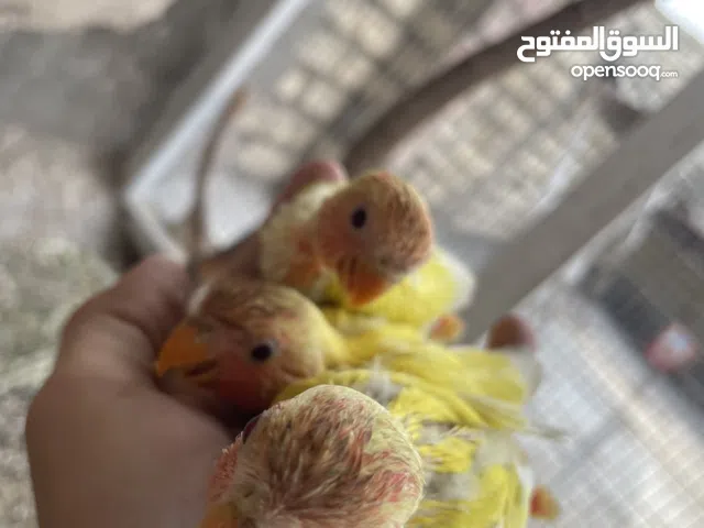 افراخ غندور اليف زق