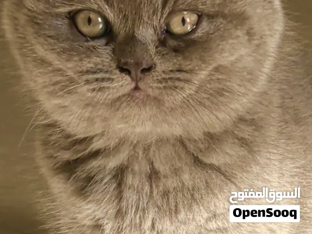 للبيع سكوتش فولد و ستريت من اصول مستوردة