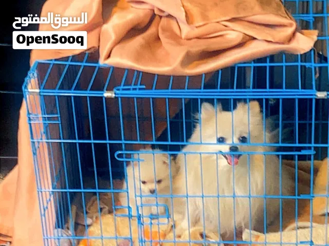للبيع ام وبنتها
