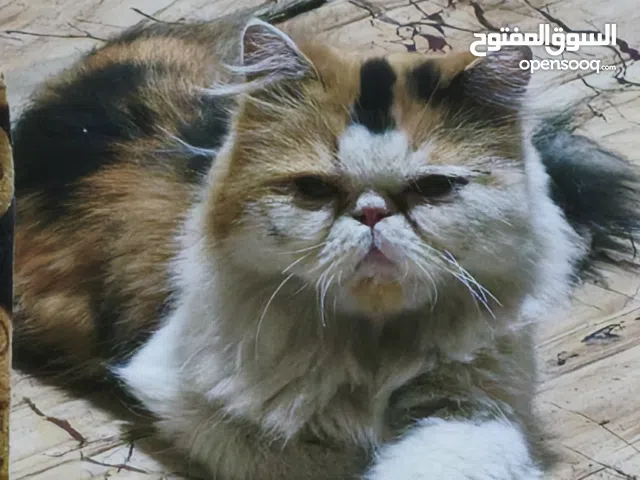 قط شيرازي نضيف للبيع