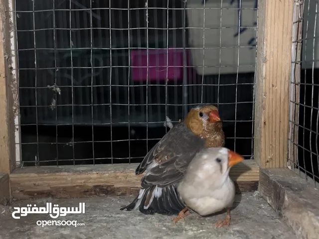 قص زيبرا كبيرة شغال