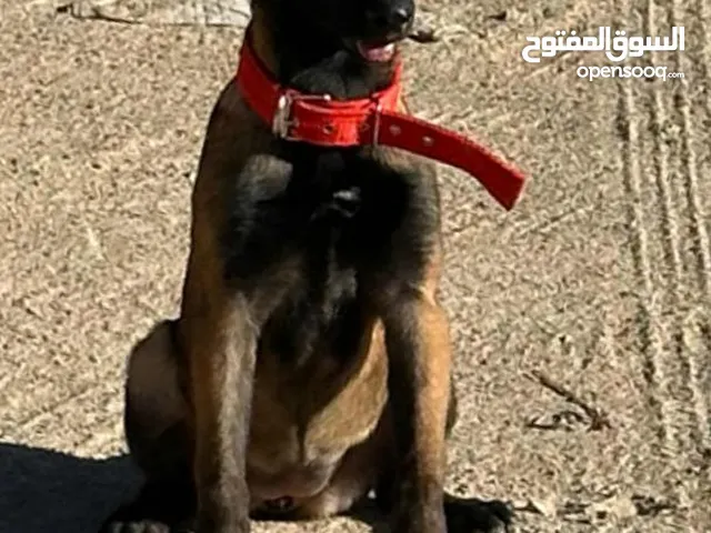 نتايه مينوا  عمره   4 شهور للبيع ربي يبارك