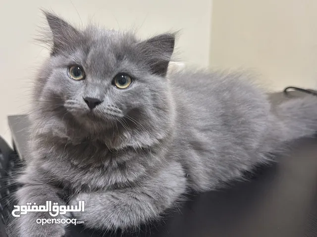 Persian Kittens