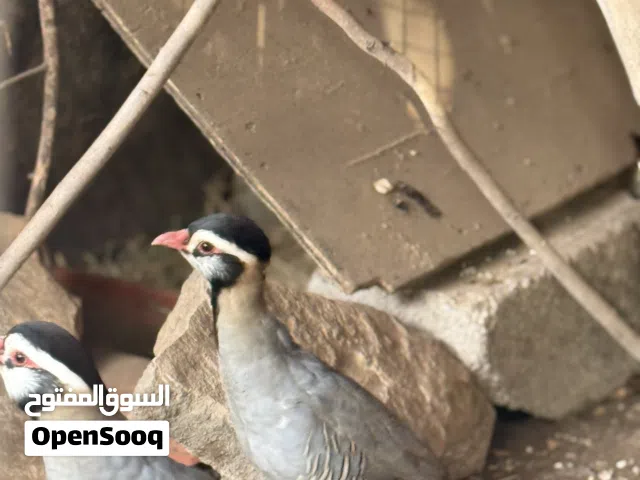 مطلوب بيض حجل العماني