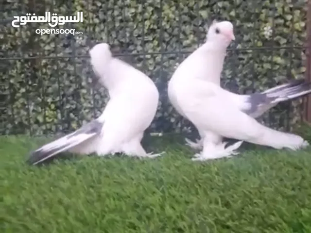 حمام. كرنقو.