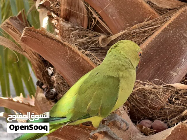 بغبغا الدره