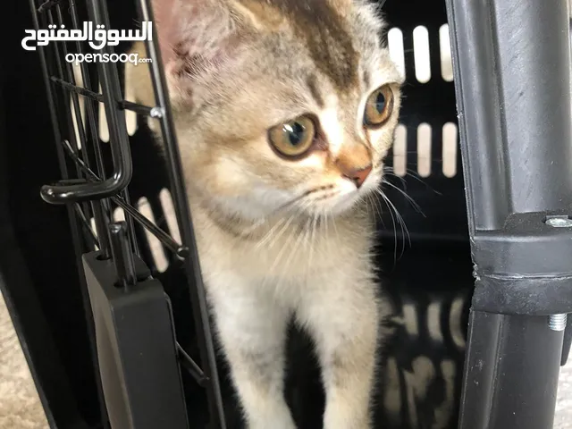 كتين سكوتش ستريت ny 25