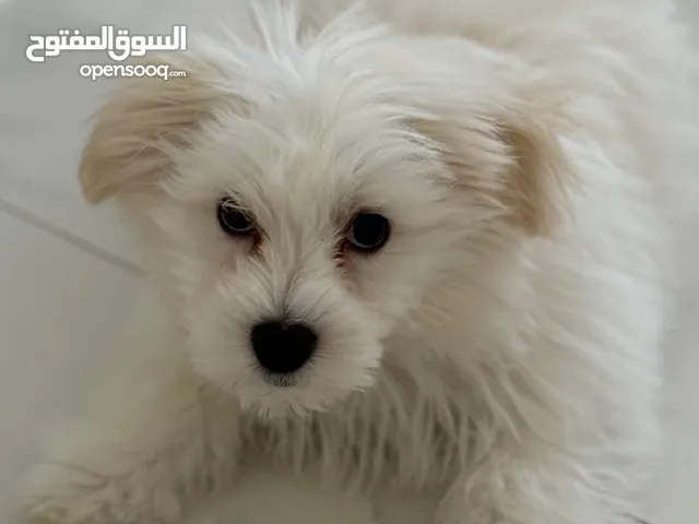 كلب مالتيز