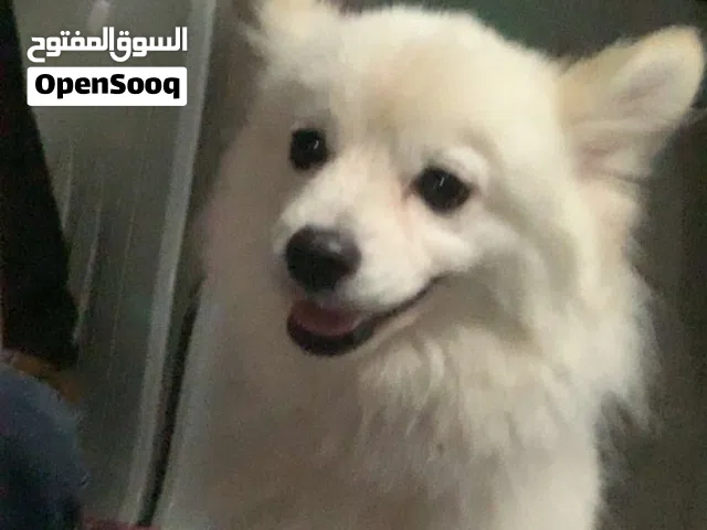 كلب بومرينيان
