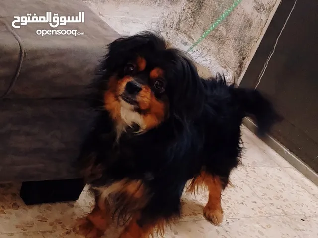 كلب بكنيز حامل للبيع