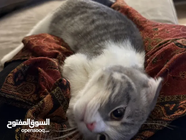 قطو ذكر سكوتش فولد للبيع