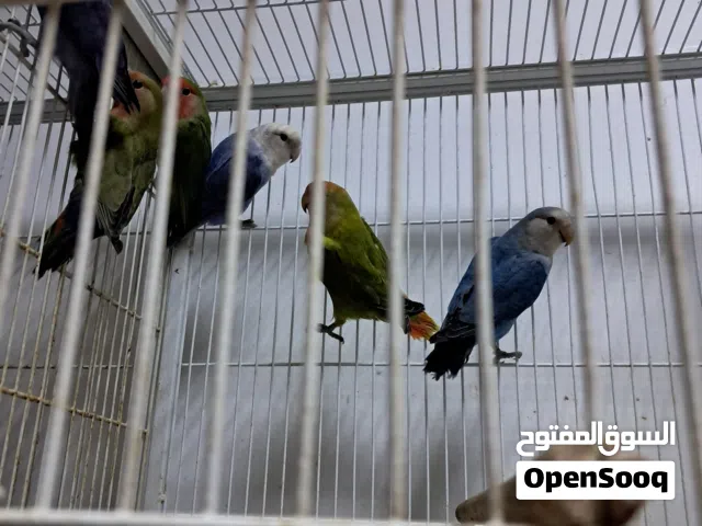 للبيع طيور لف بيرد