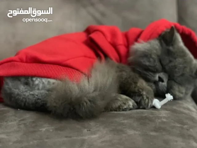 قطة شيرازي (للتبني)عمرها سنتين معها دفتر تطعيم قطة هادية وناعمة ولعوبة