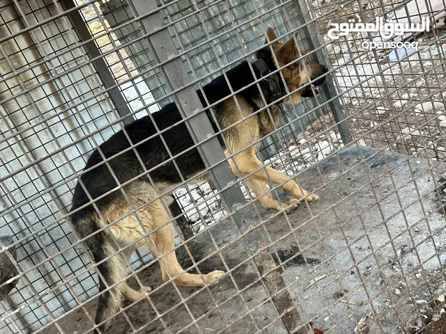 كلب جيرمن عمان