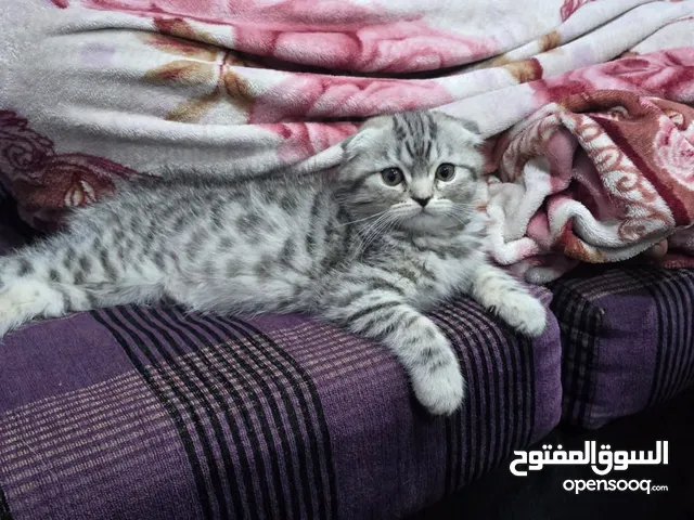 ذكر سكوتش دبل فولد للبيع(للجادين) السعر قابل للتفاوض