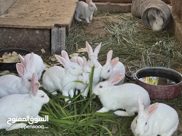 أرانب فرنسي و ملون نظافه وصحه صغير وكبير