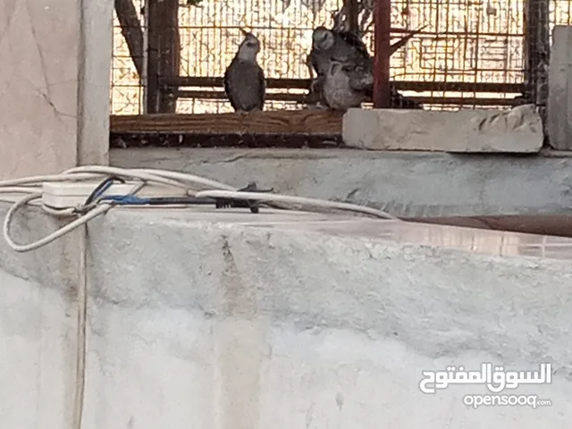 كوكتيل وايت فيس جوزين شغالات