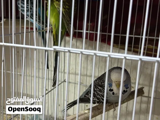 Jambo love birds breeding pair