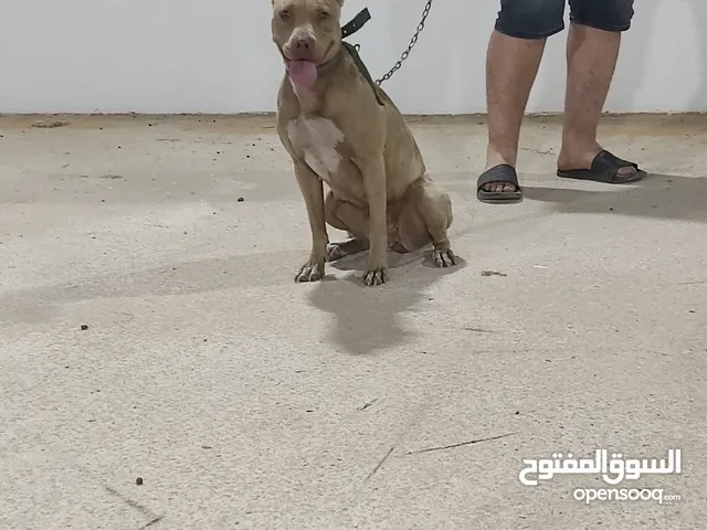نتايه بيتبول