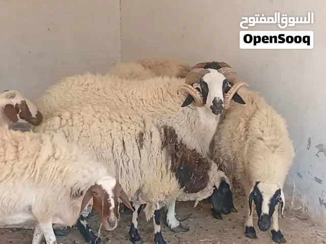 فحل سعر حراق1500