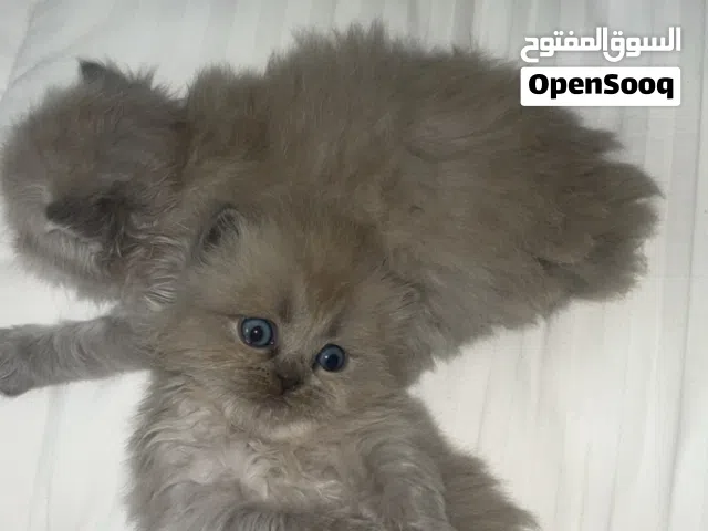 للبيع  قطط طبربور  عمر 50 يوم