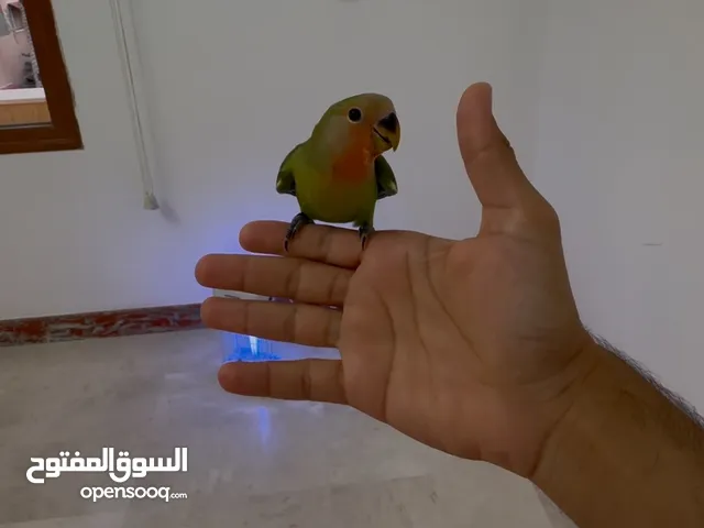 بركديلو روز ترويض فل الفل من إنتاجي