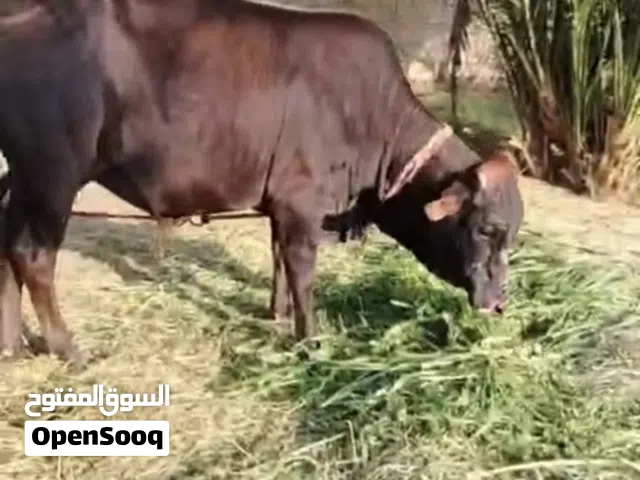 ثور مطعوم للبيع