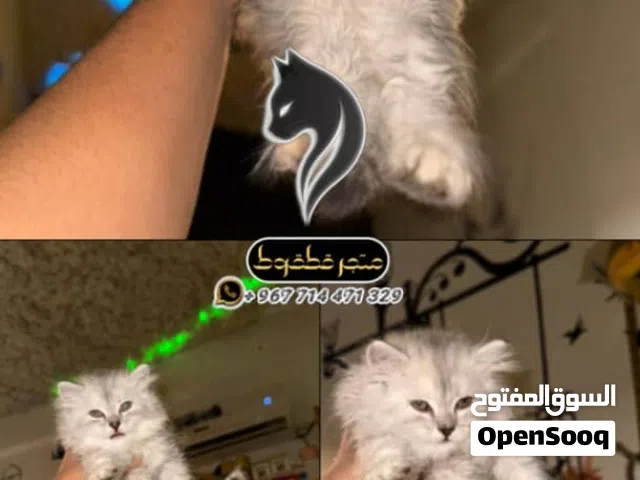 انثئ شيرازي بيور
