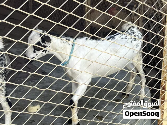 اطفال غنم جميلين جدا