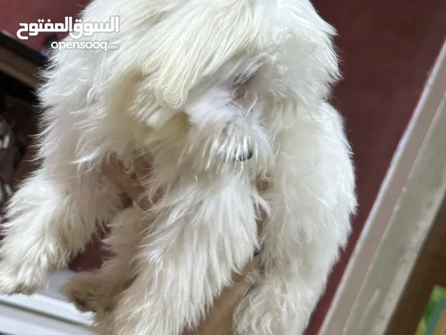 كلب زينه لعوب