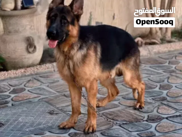 جيرمن شيرد اصلي الله ايبارك العمر اقل من سنه افاري بي ايفون 12برو مكس او 13برو مكس