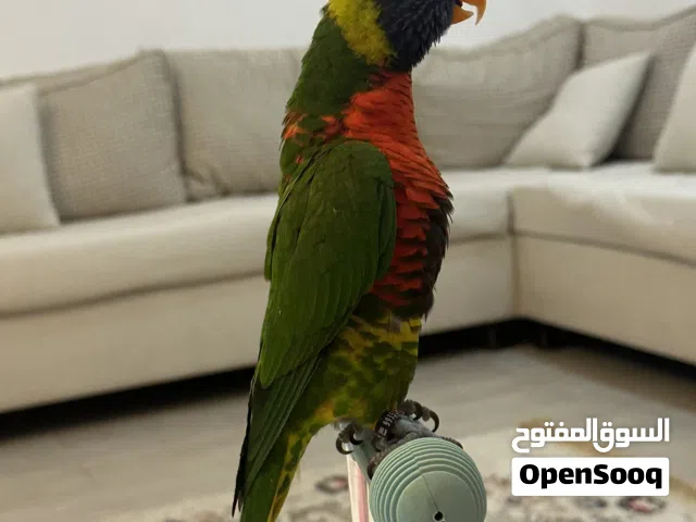 لوري أليف لاعب كورة محتترررف متدرب يتكلم يلعب يرقص قابل للتدريب مافي عض كلش ربوه