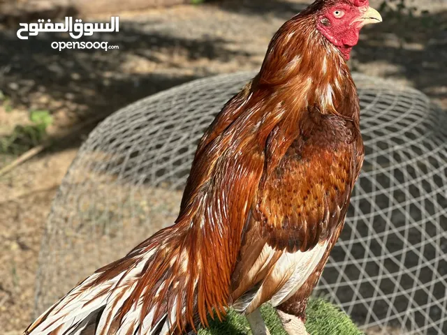 دجاج باكستاني  ديك للميدان