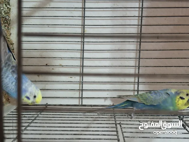 كوبية رينبو