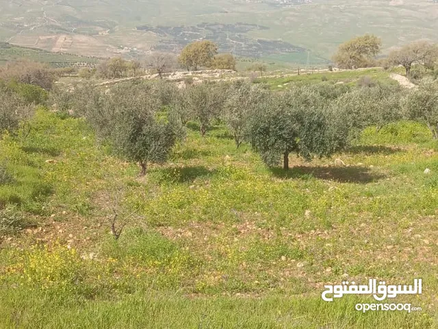 ارض للبيع في منطقه صروت