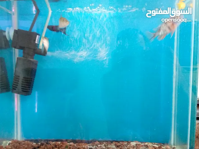 حوض سمك للبيع
