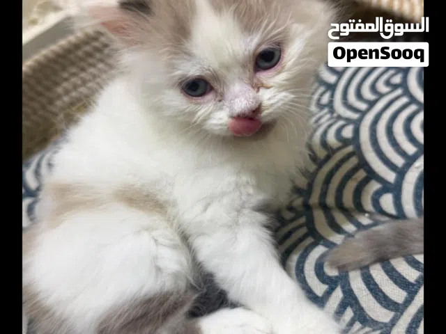 قطط البصره