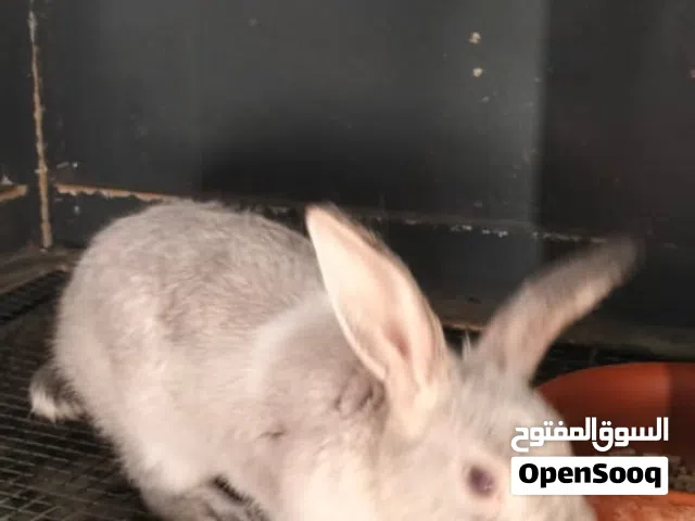 ارانب للبيع في مدينة شخبوط