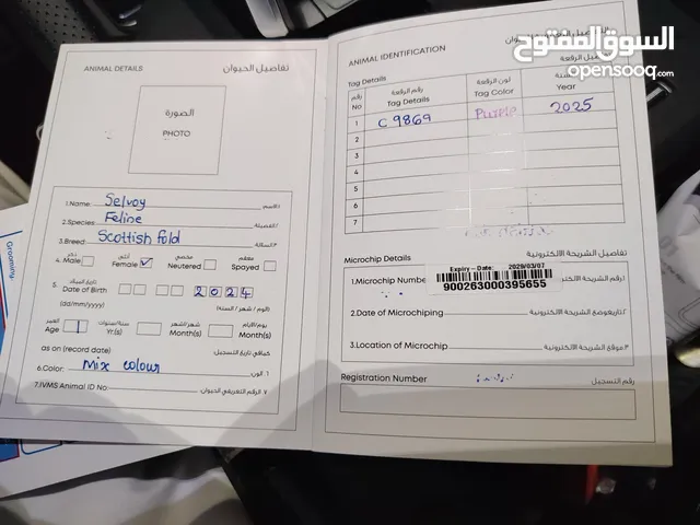 Scotish fold Short hair