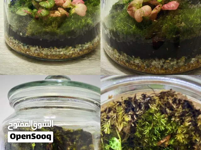 Terrarium / تيراريوم
