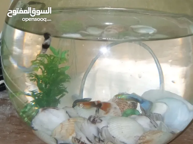 حوض سمك باول