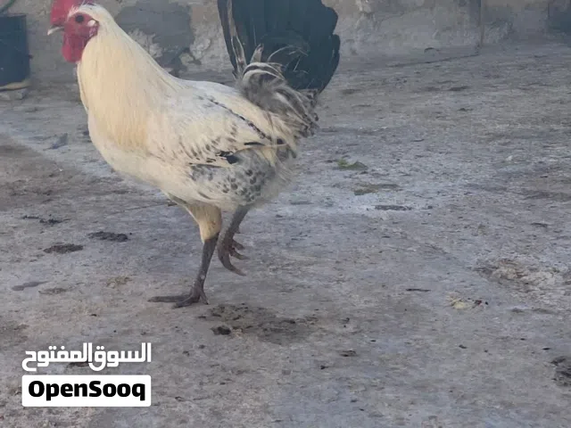 فرايج عربي للبيع