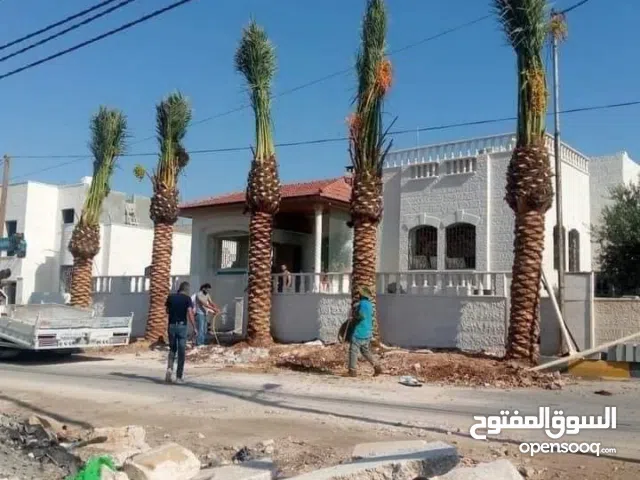 نخيل المثمر والزينه