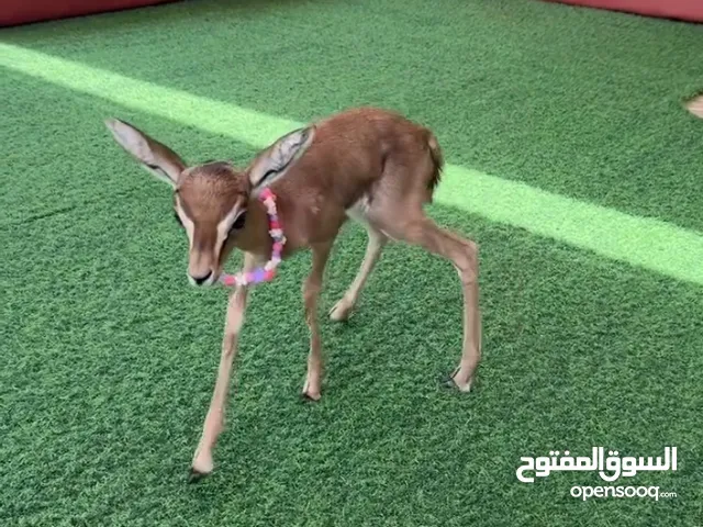 انثى اليفة غزالة