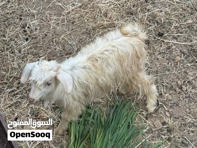 أغنام للبيع