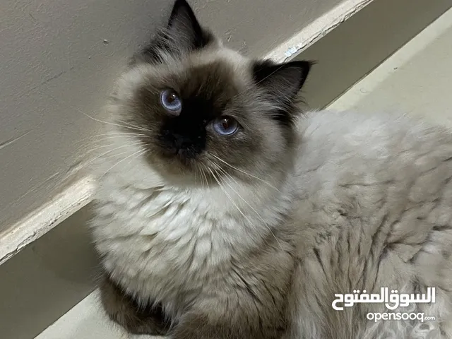 أنثى همالايا للتزاوج