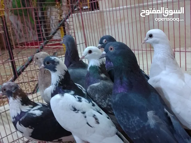 اسلام عليكم شباب هذن ثمن حمامات لوت كلهن الوان